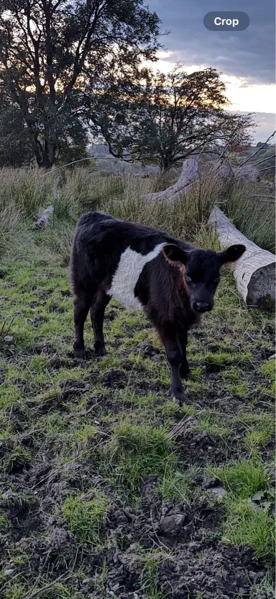 Belted Galloway - Image 4