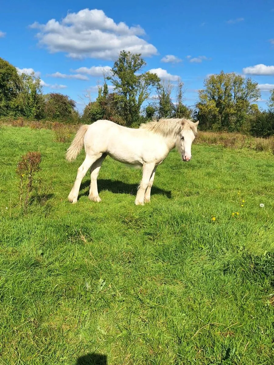 Two lovely filly foals for sale - Image 1