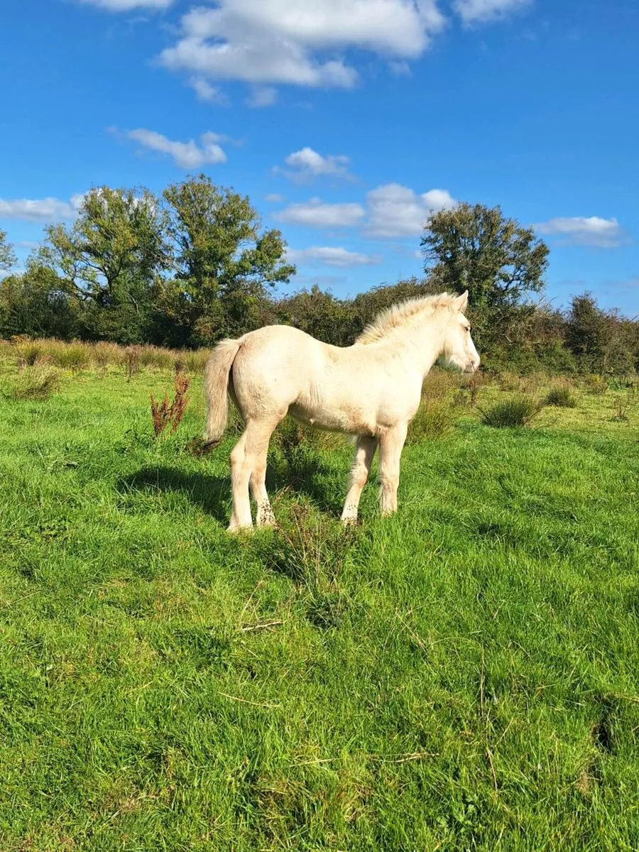 Two lovely filly foals for sale - Image 2