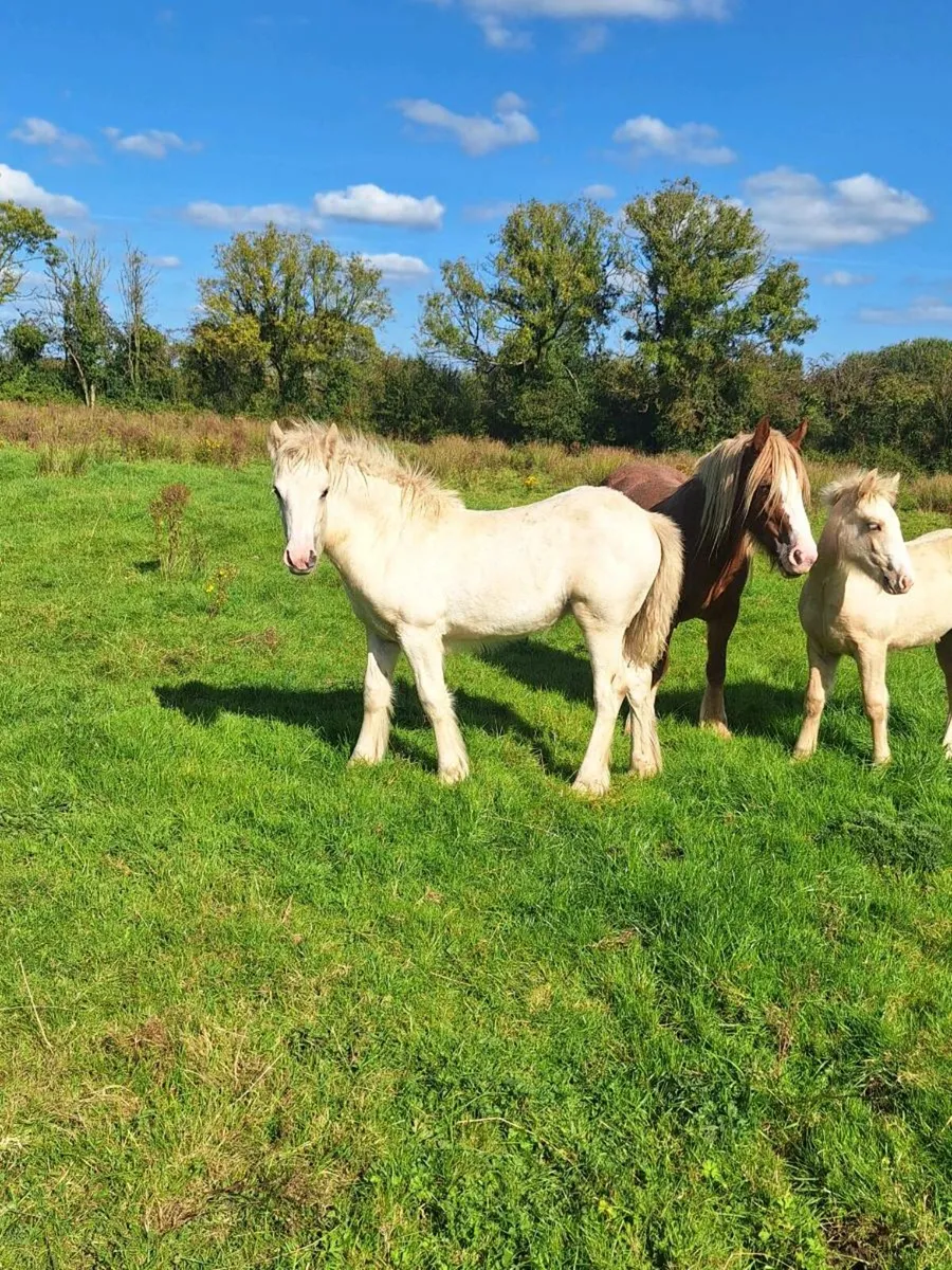 Two lovely filly foals for sale - Image 3