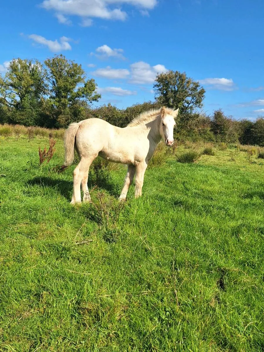 Two lovely filly foals for sale - Image 4