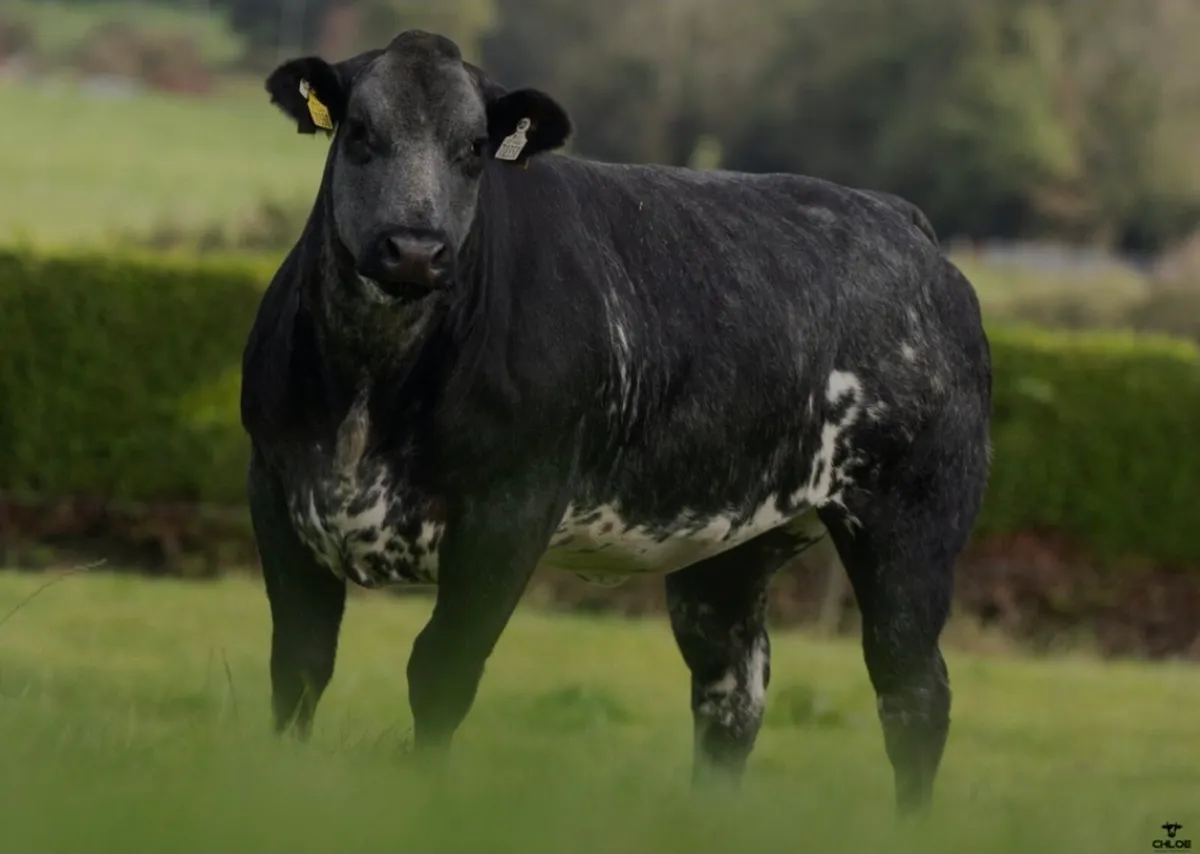 🐮Friday 17th Oct-80 Premium Incalf Heifers🐮 - Image 1