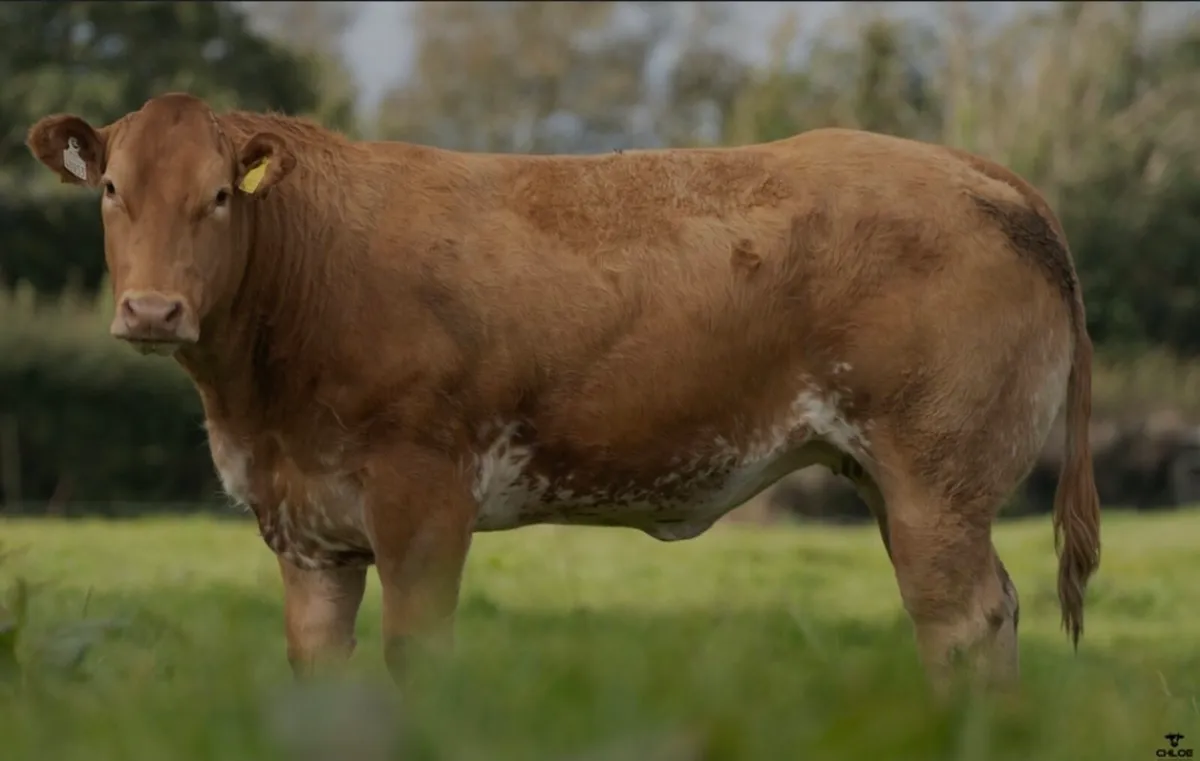 🐮Friday 17th Oct-80 Premium Incalf Heifers🐮 - Image 2