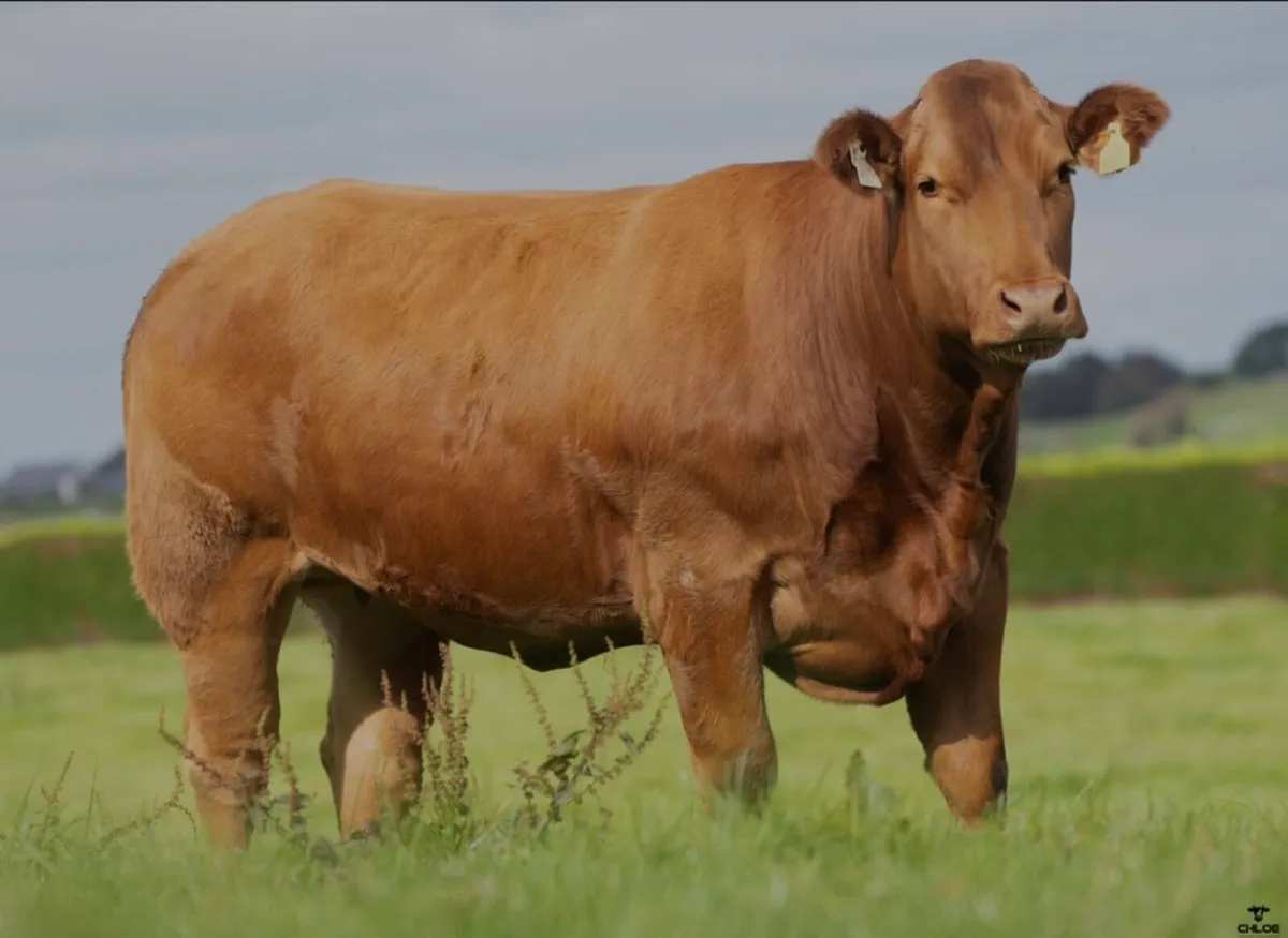 🐮Friday 17th Oct-80 Premium Incalf Heifers🐮 - Image 3
