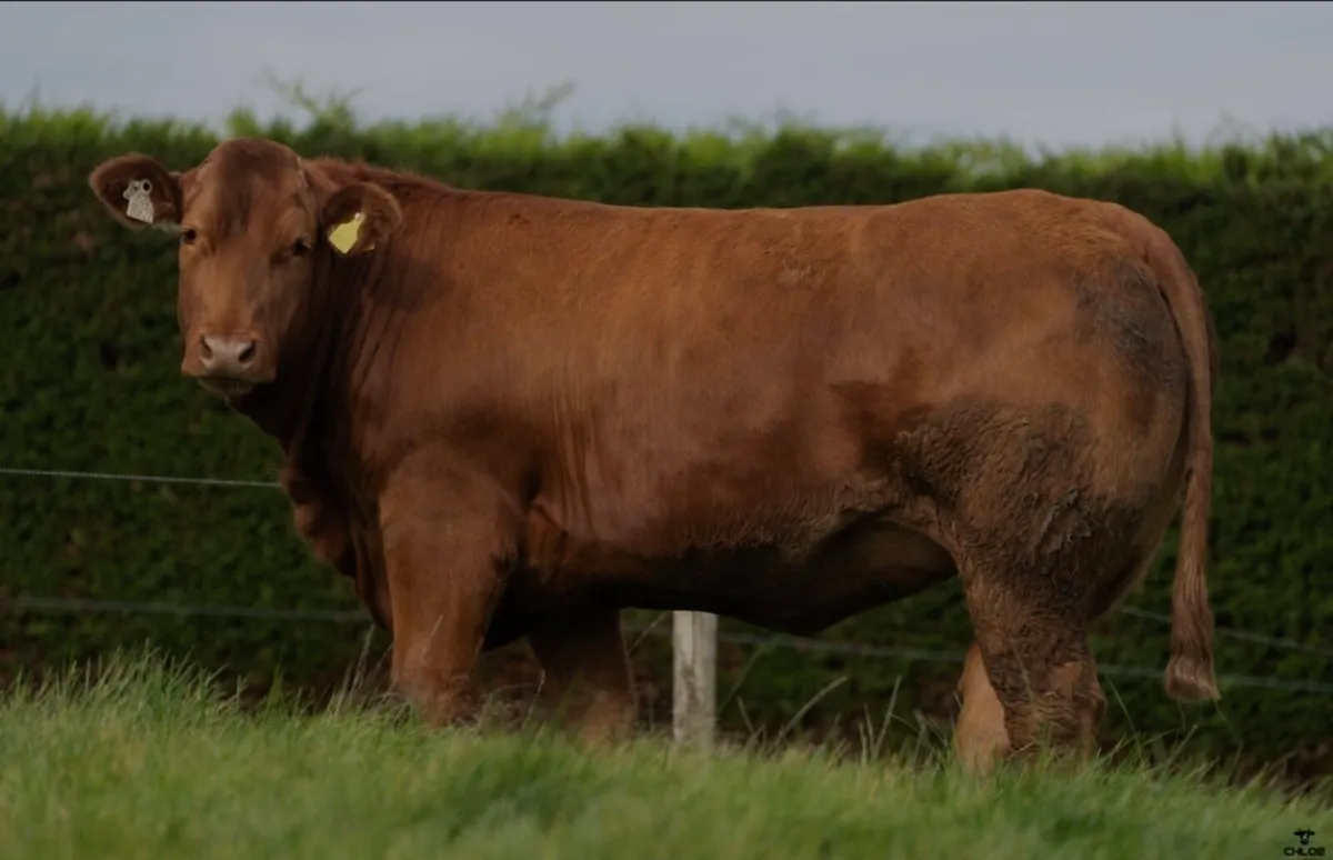 🐮Friday 17th Oct-80 Premium Incalf Heifers🐮 - Image 4