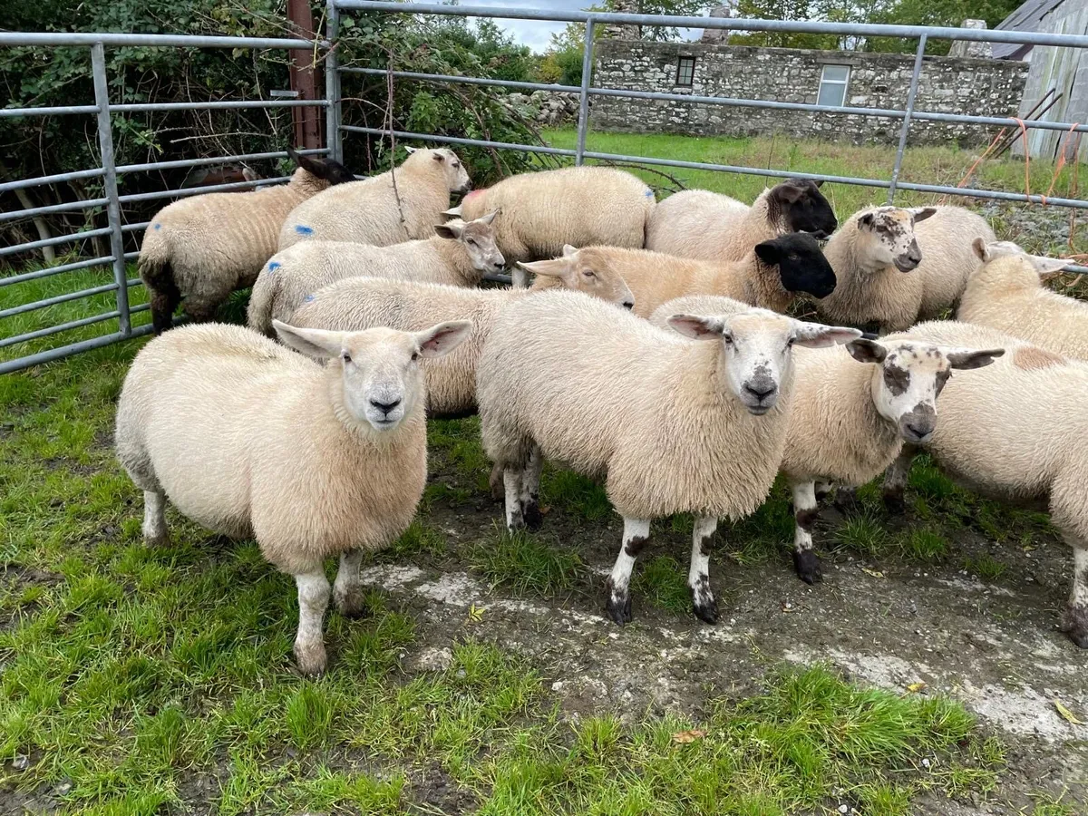 Ewe lambs for Dowra Mart - Image 1