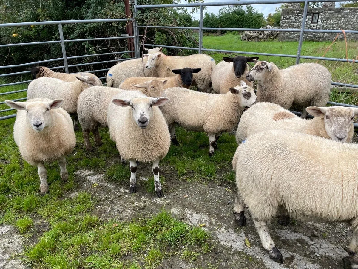 Ewe lambs for Dowra Mart - Image 2