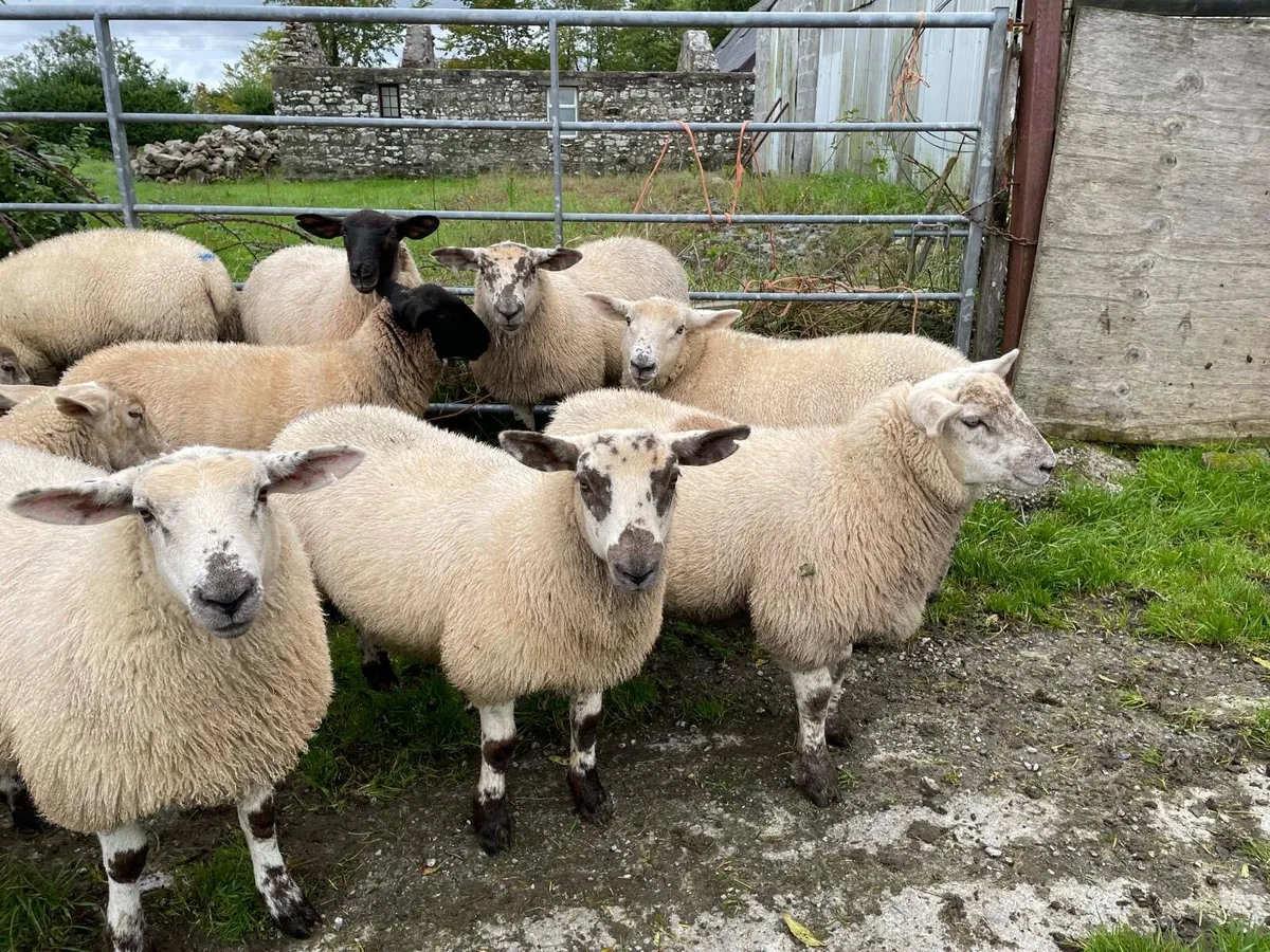 Ewe lambs for Dowra Mart - Image 3