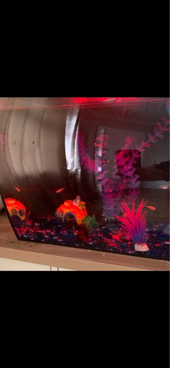Fish Tank - Image 3