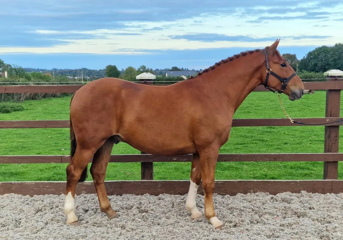 Stunning Irish Draught horse - Image 1