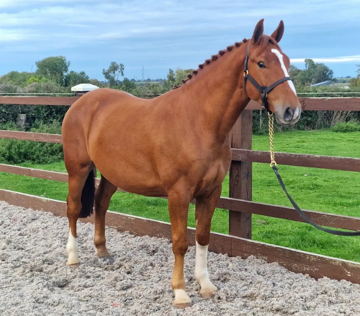 Stunning Irish Draught horse - Image 2