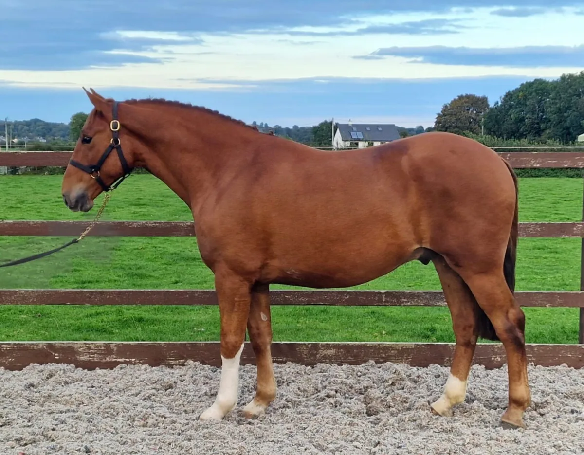 Stunning Irish Draught horse - Image 3