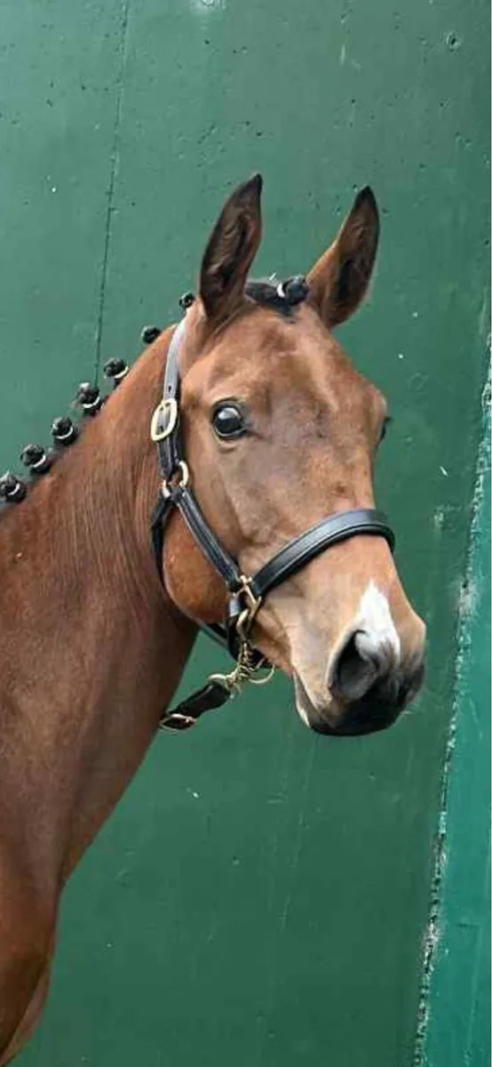 Yearling -event bred - Image 1