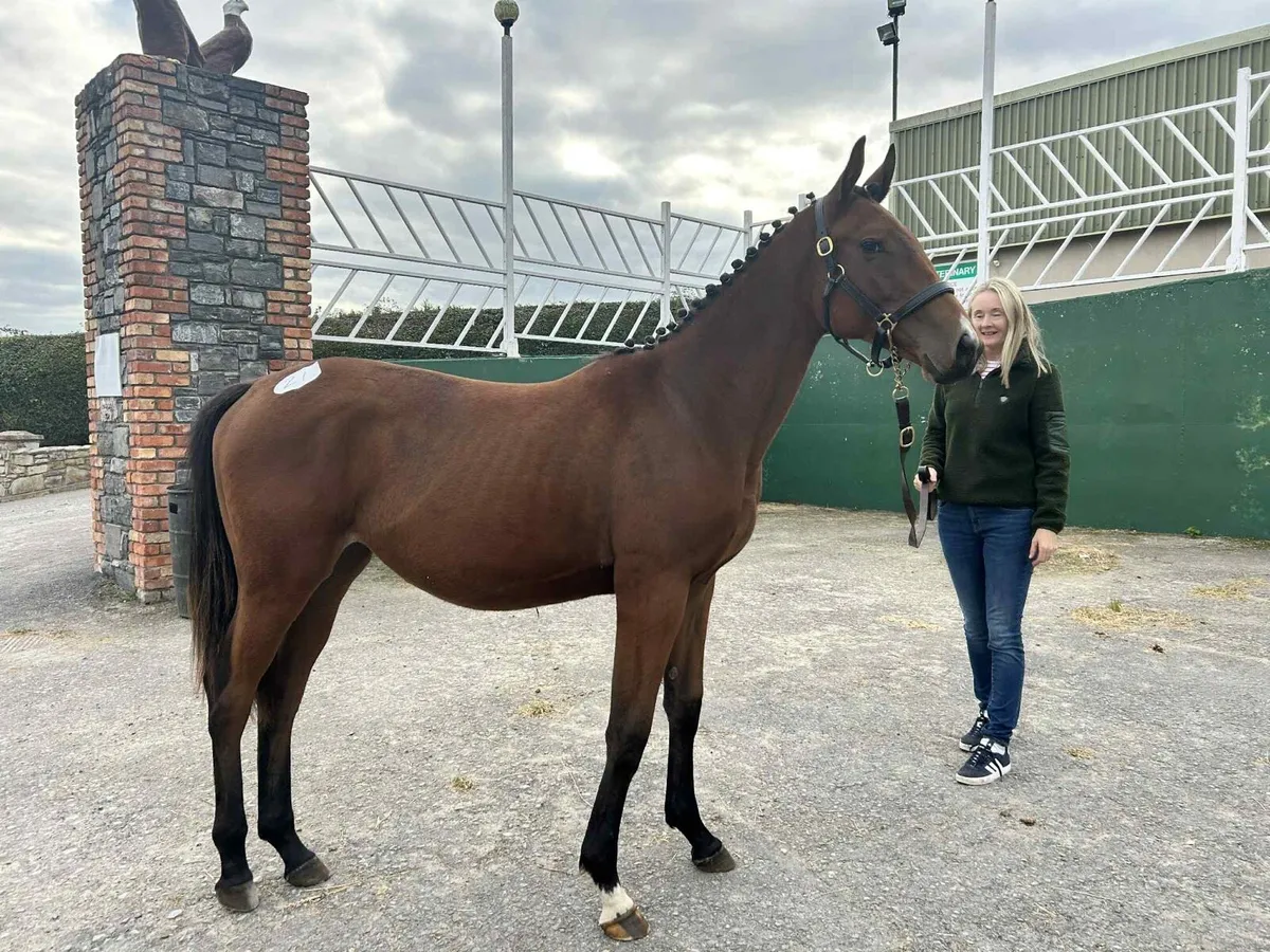 Yearling -event bred - Image 2
