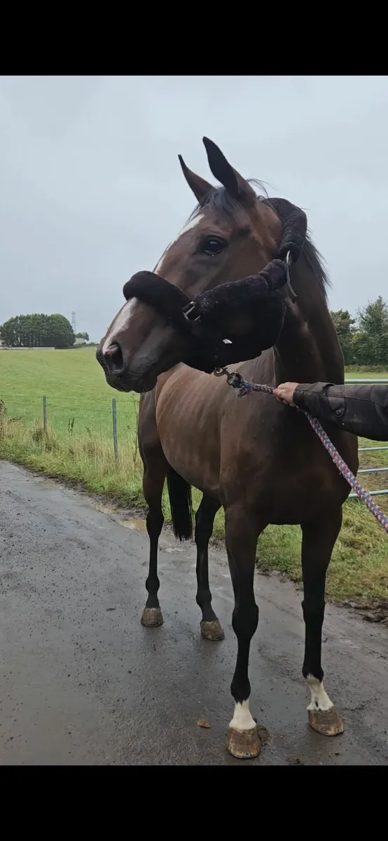 6 Yo TB Mare. - Image 1