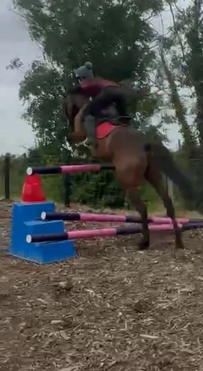 6 Yo TB Mare. - Image 2