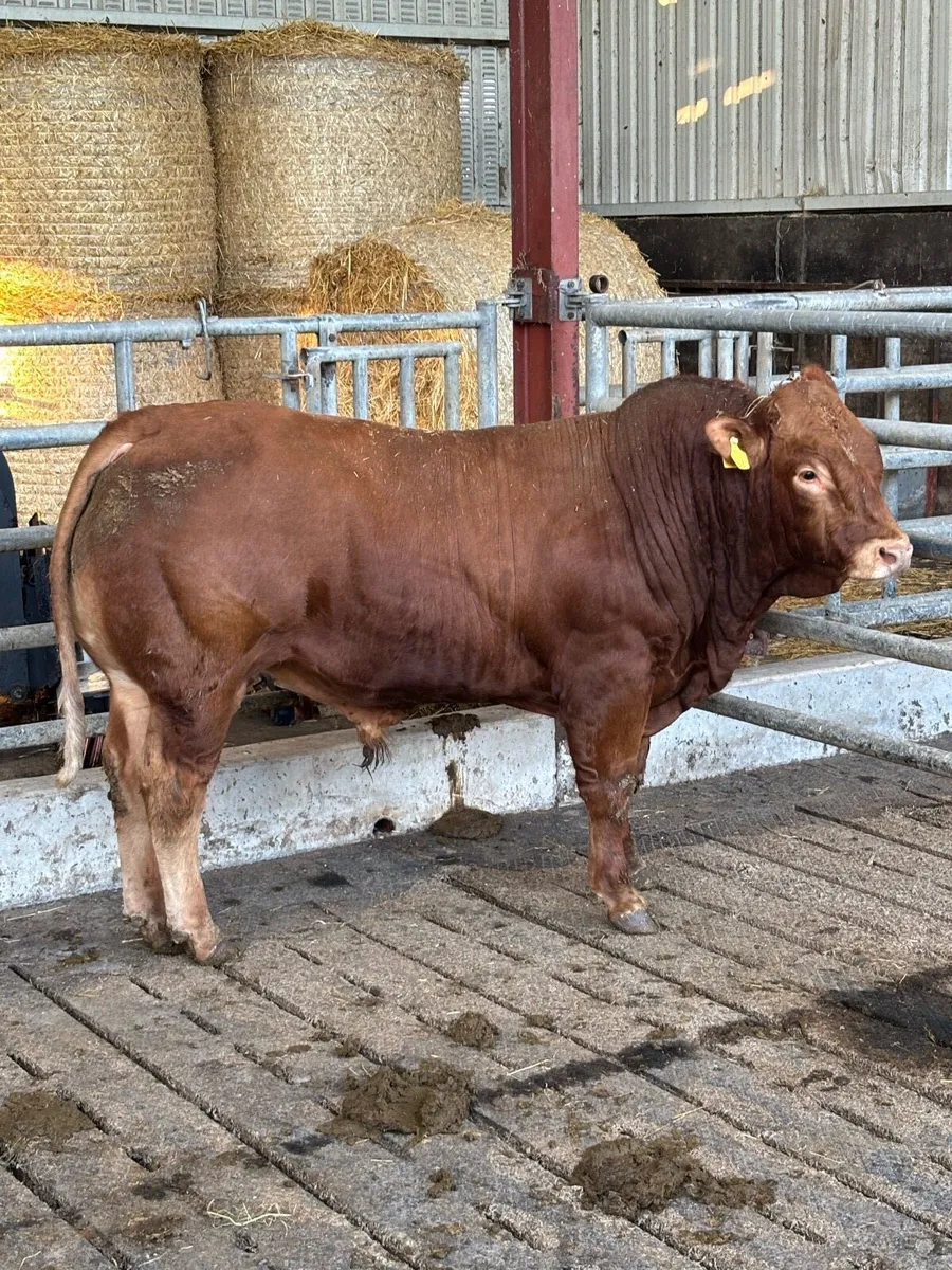 Limousin bulls - Image 2