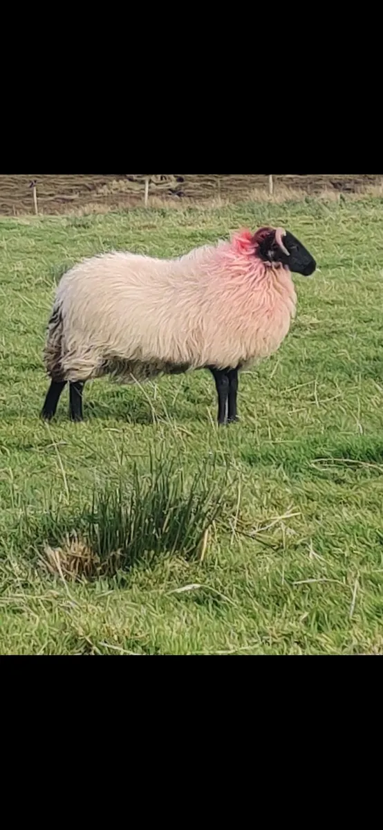 Ewe lambs - Image 3