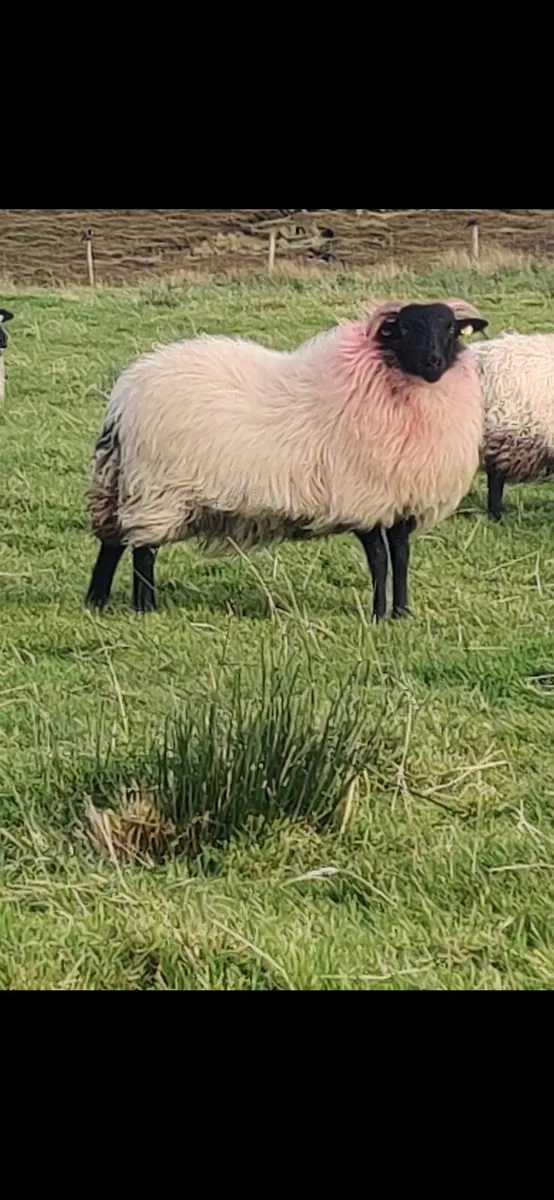 Ewe lambs - Image 2