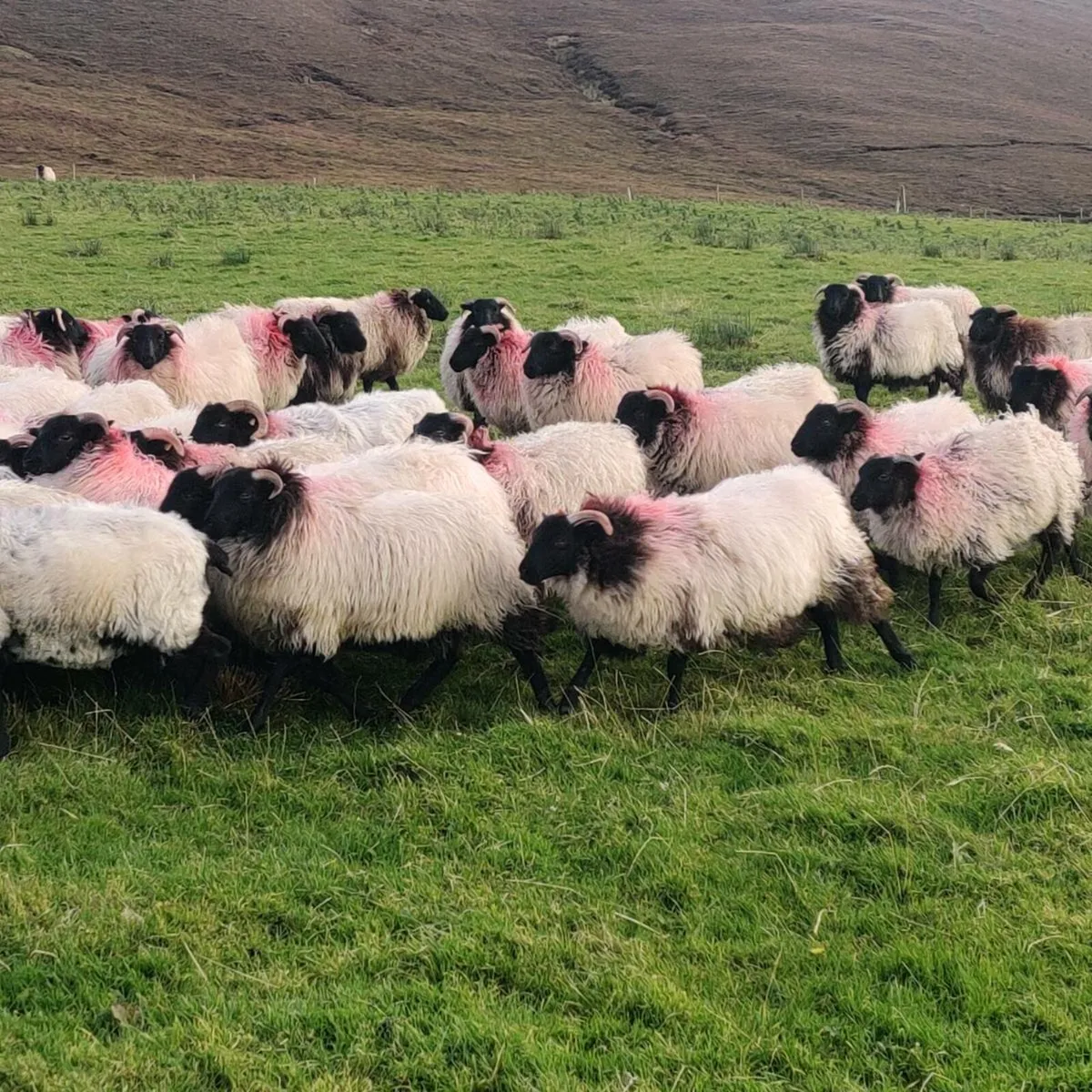 Ewe lambs - Image 4