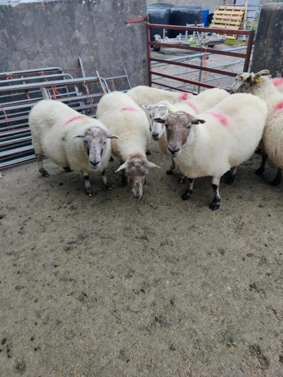 Belclare X ewes - Image 2