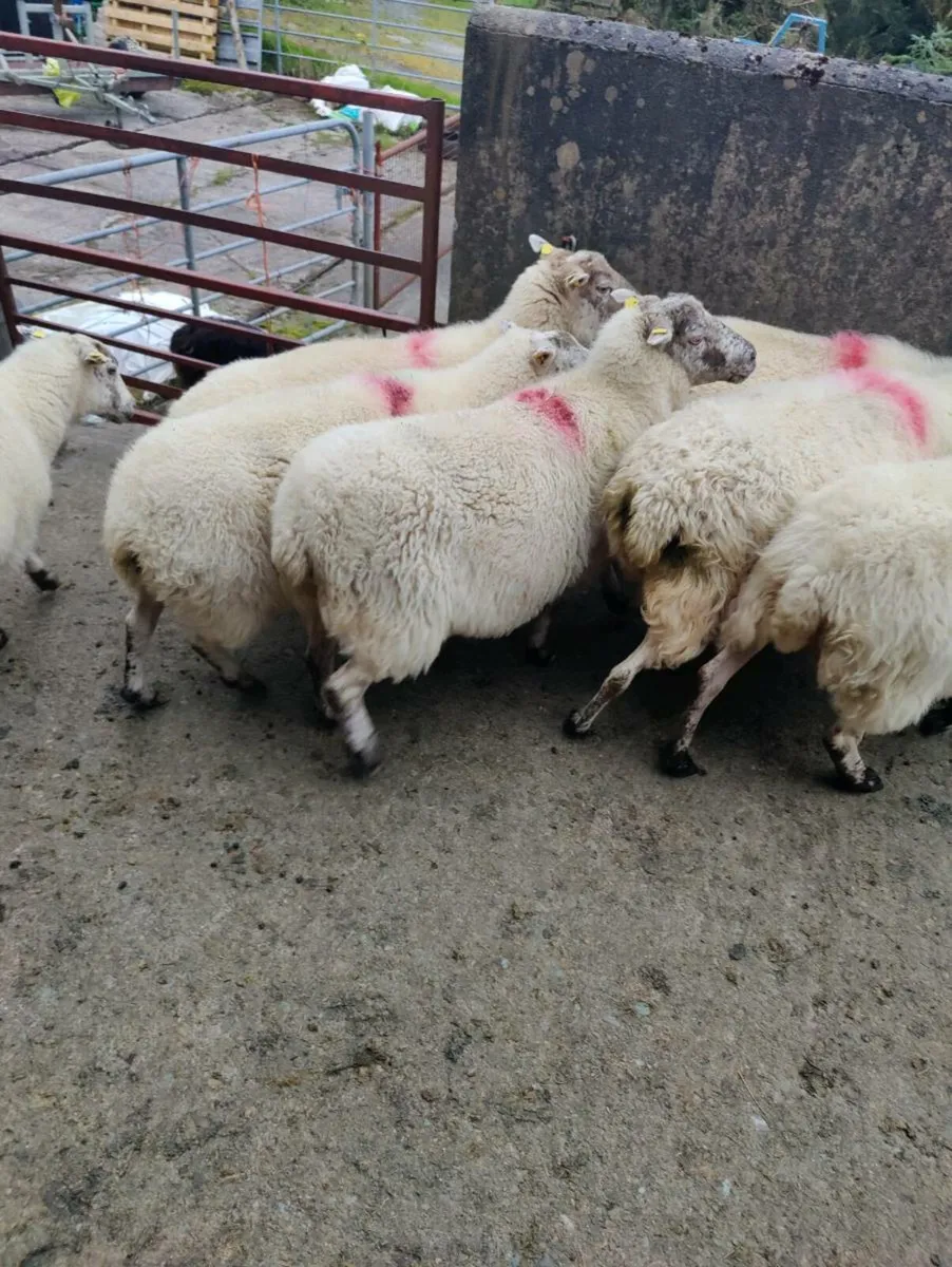 Belclare X ewes - Image 3