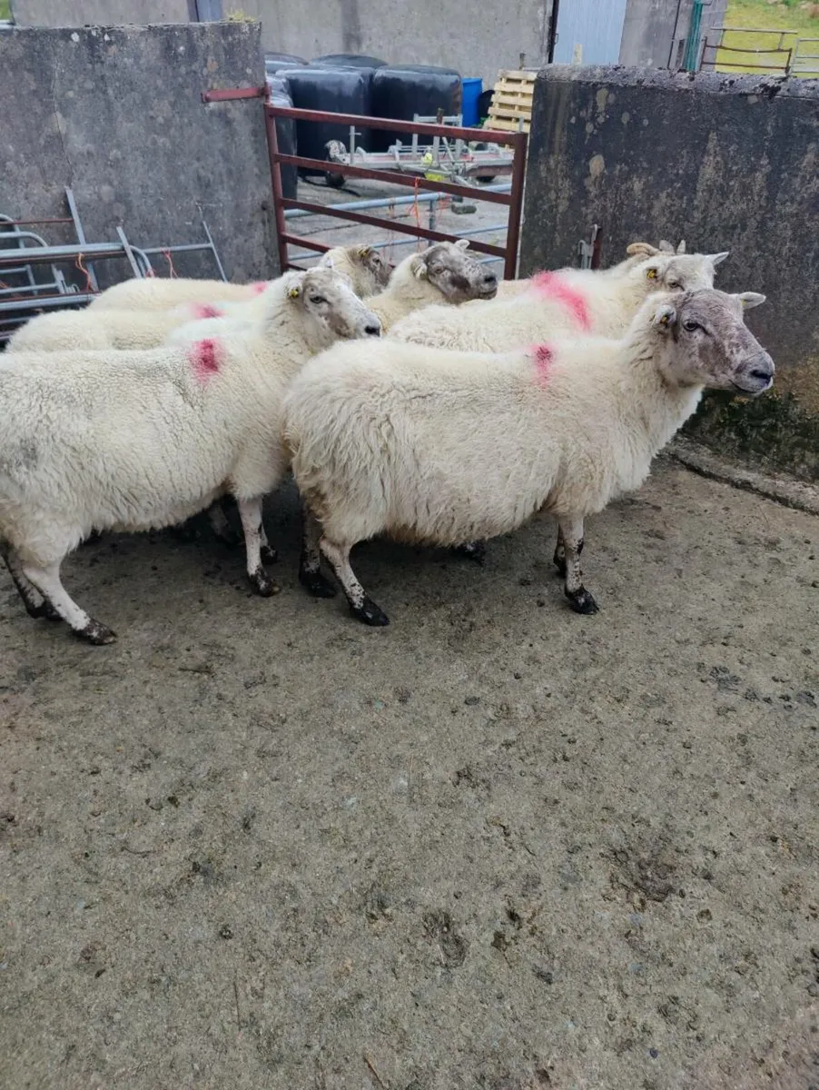Belclare X ewes - Image 4