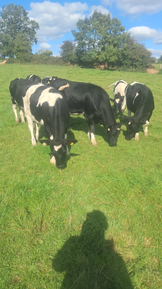 Bulling heifers - Image 2
