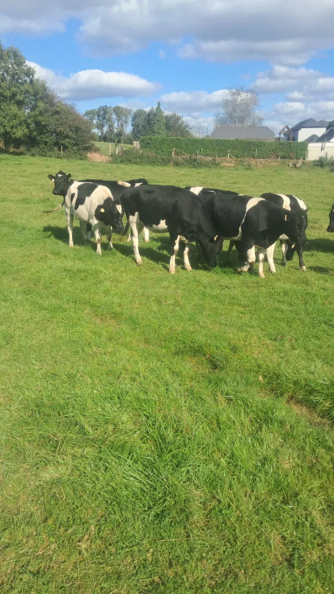Bulling heifers - Image 3