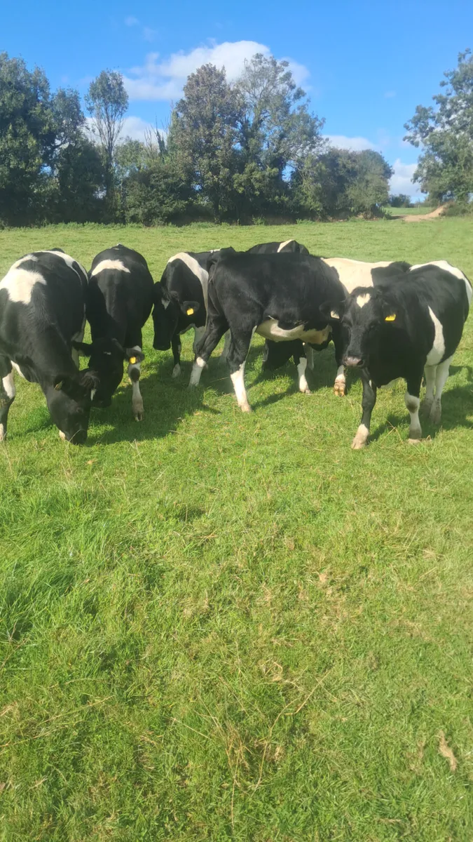 Bulling heifers - Image 1