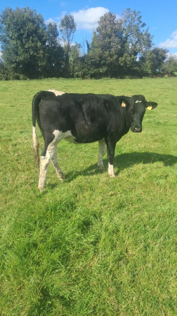 Bulling heifers - Image 4