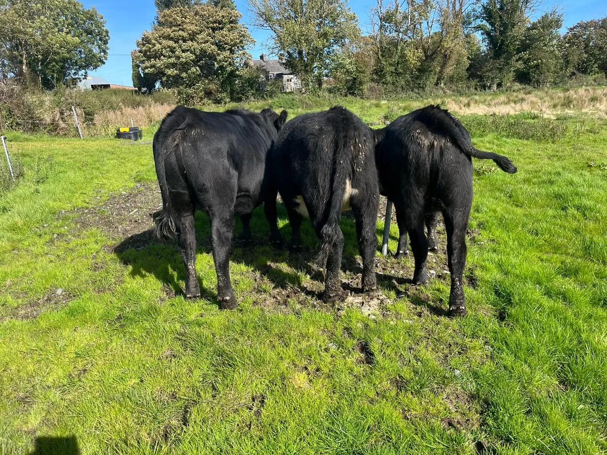 Cattle - Image 1