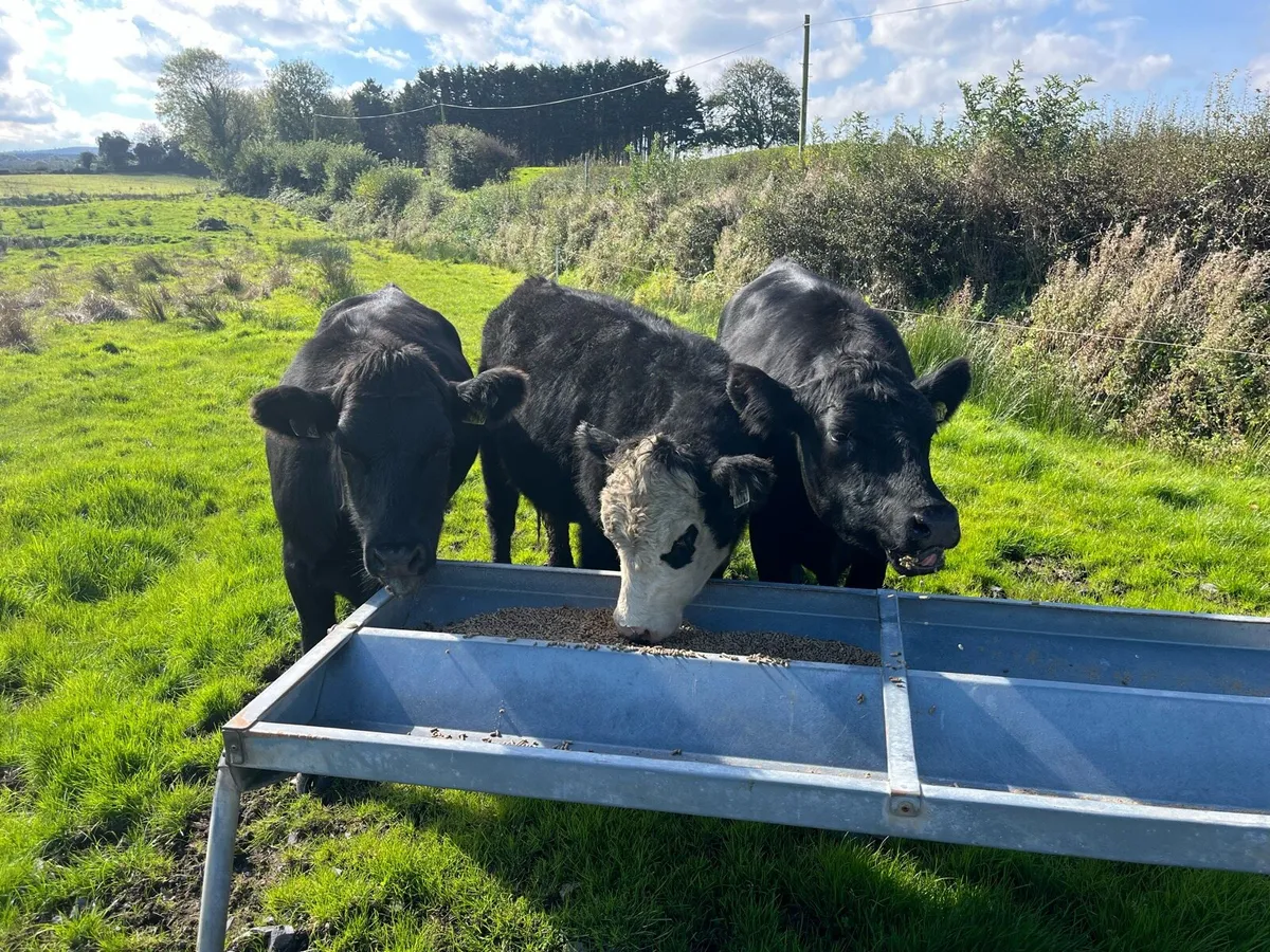 Cattle - Image 2