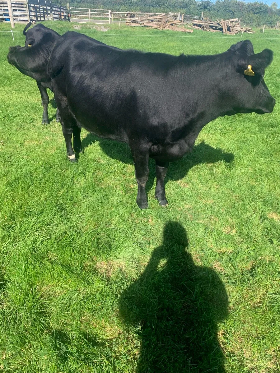 Angus Heifers - Image 1