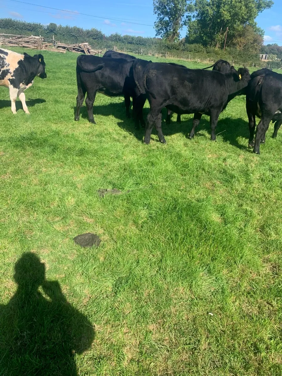 Angus Heifers - Image 2