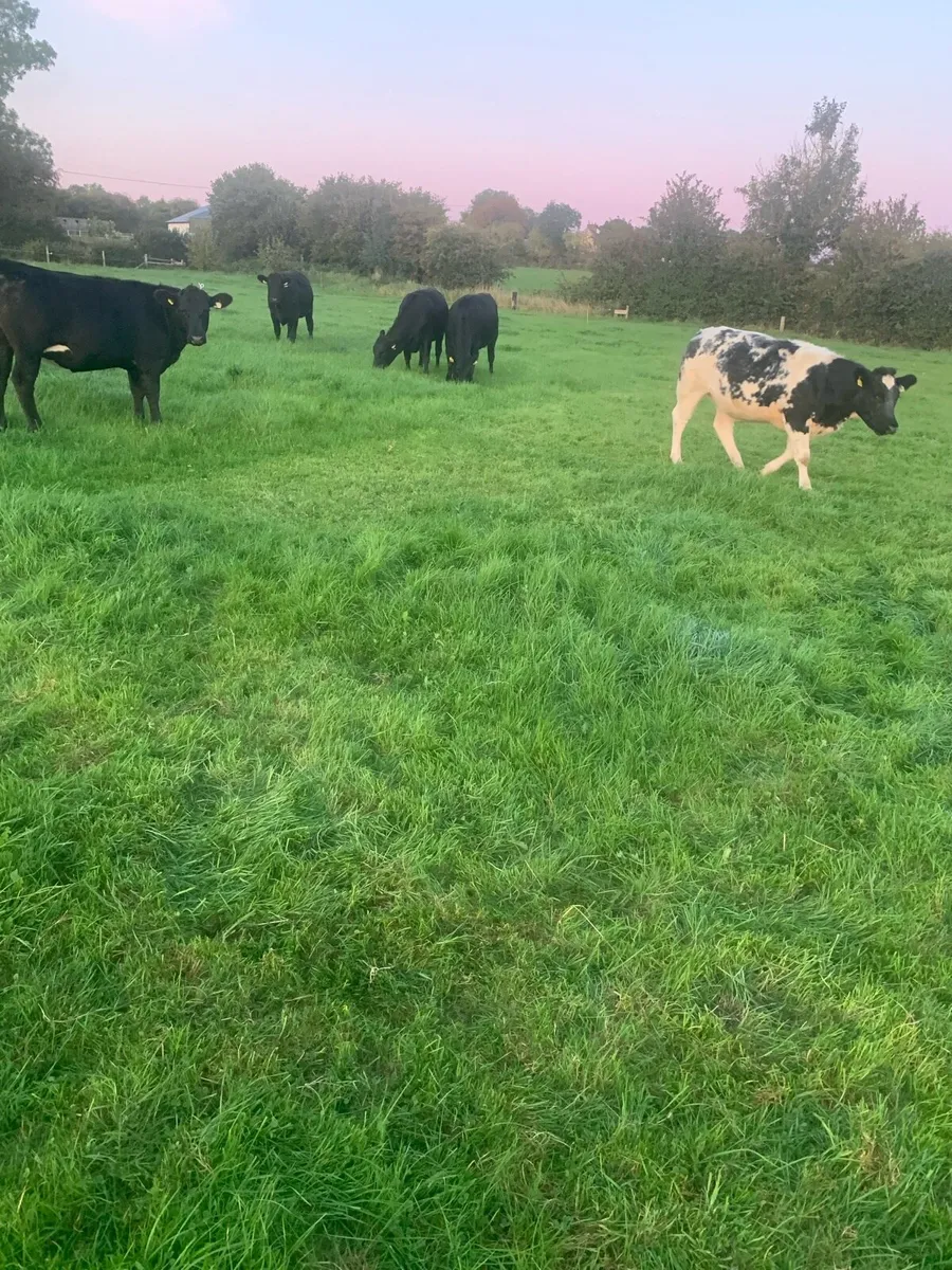 Angus Heifers - Image 3