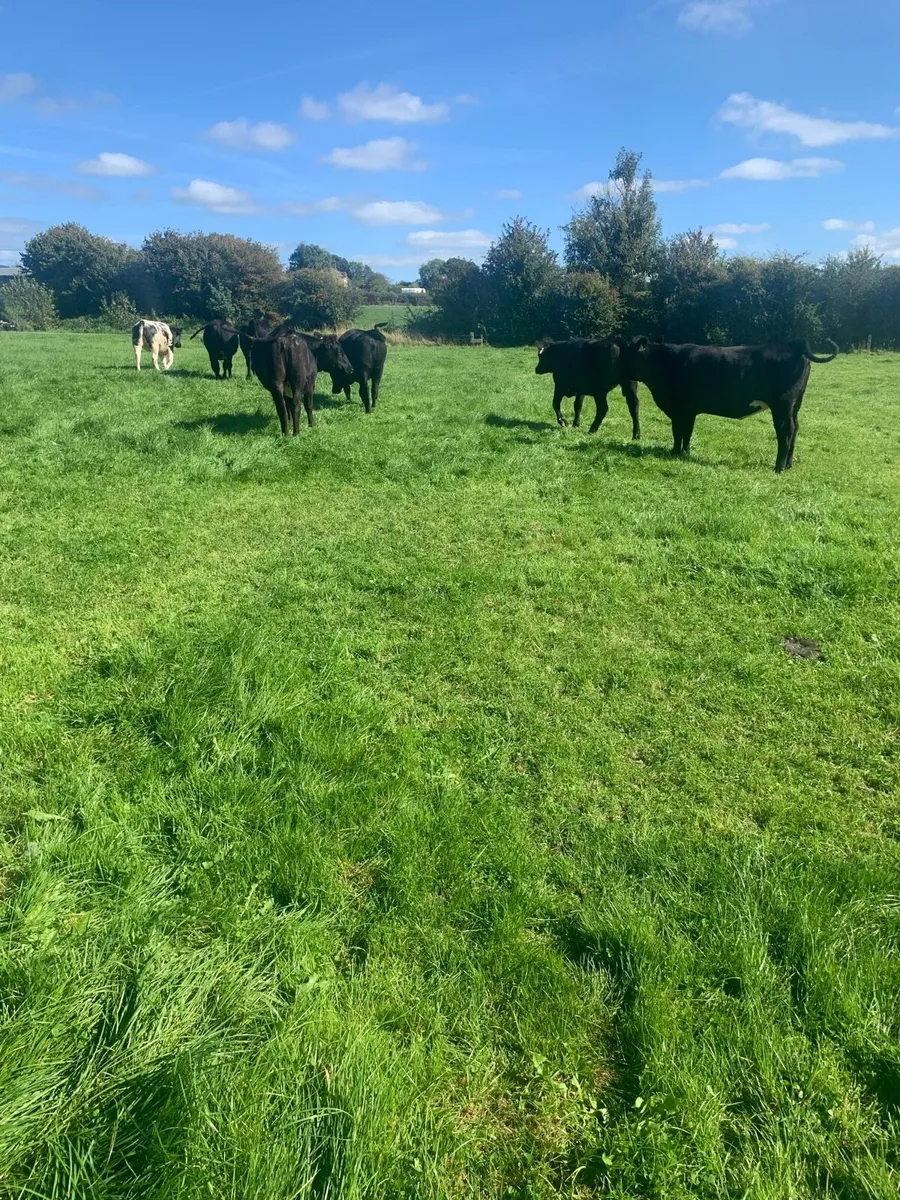 Angus Heifers - Image 4