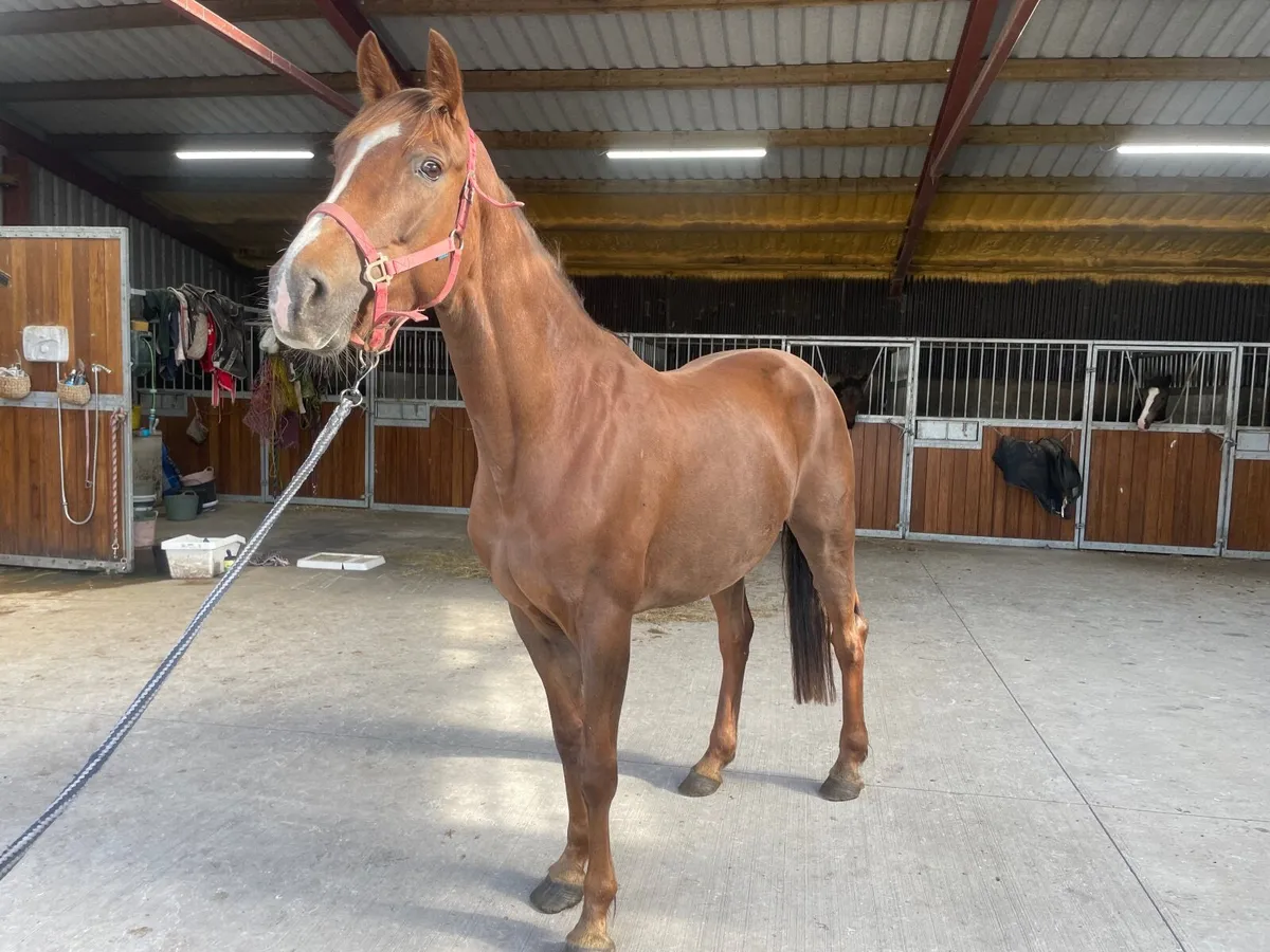 Lancelot Project/broodmare
