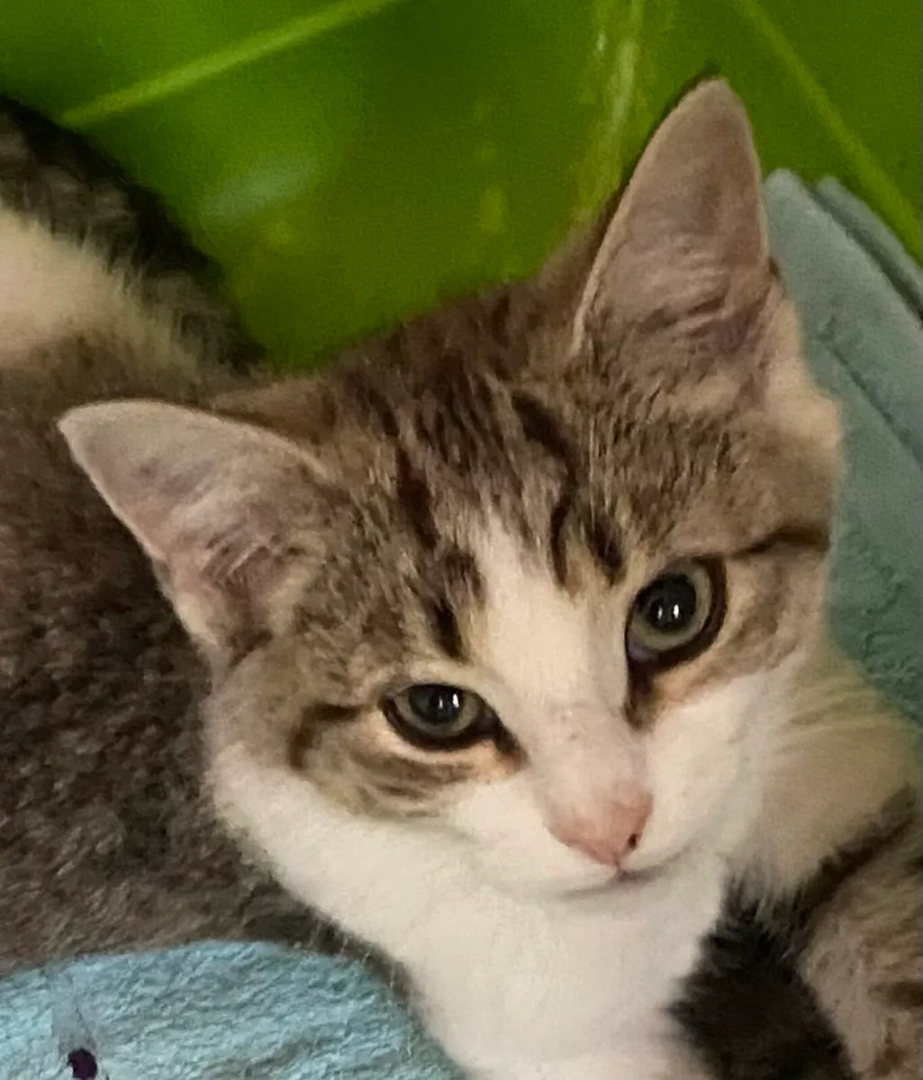 Catstrust adoption and protection. Rescued . - Image 4