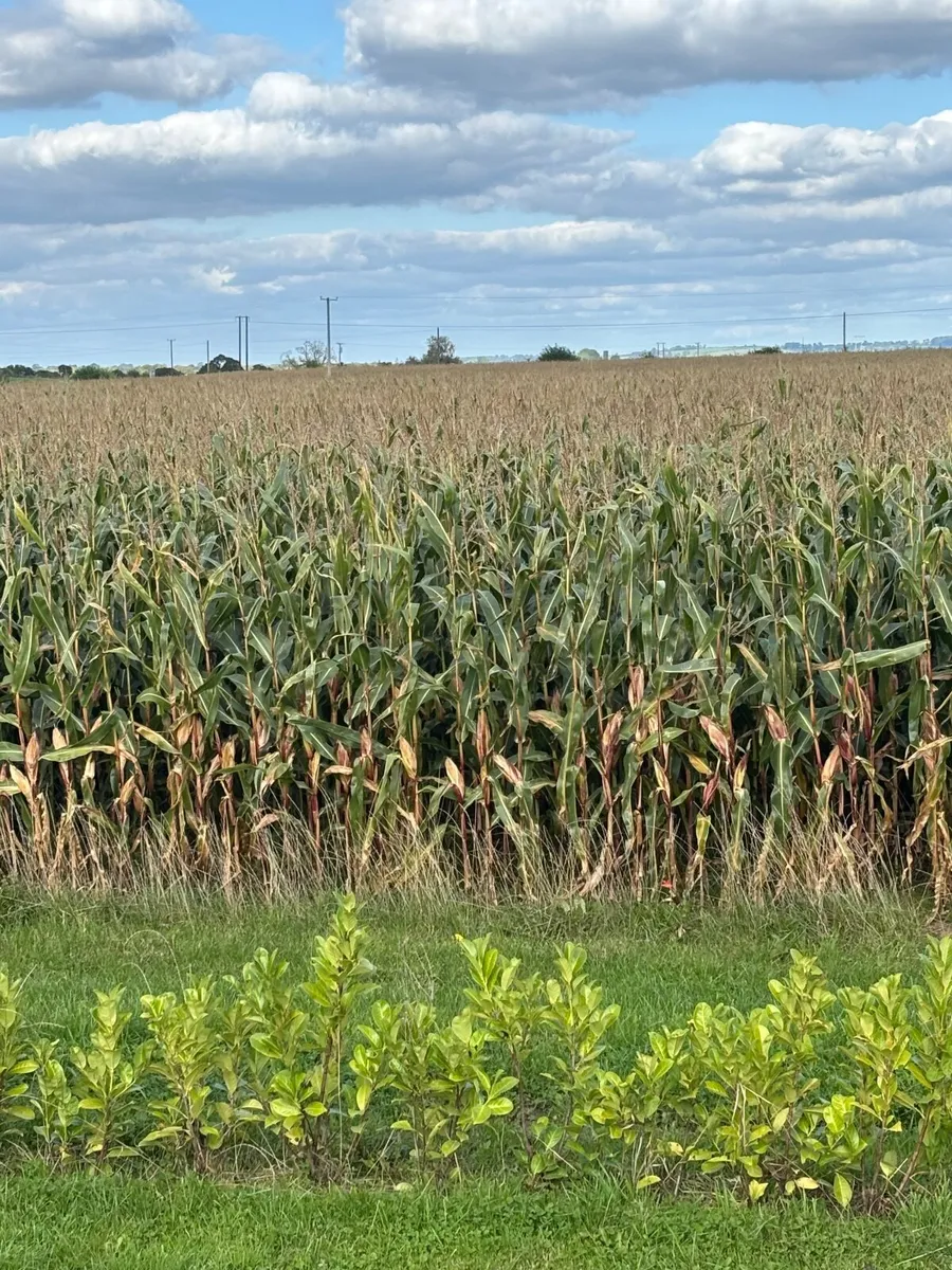 Maize Silage - Image 1