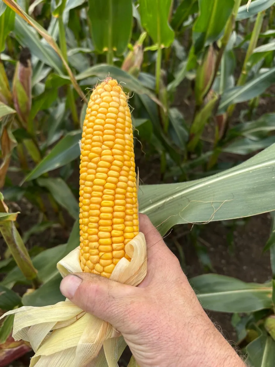 Maize Silage - Image 2
