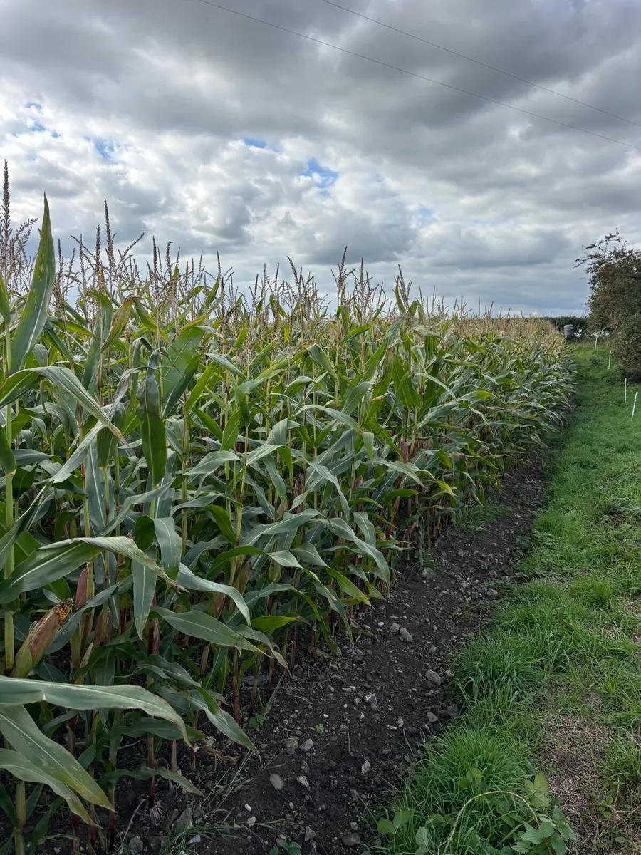 Maize Silage - Image 3