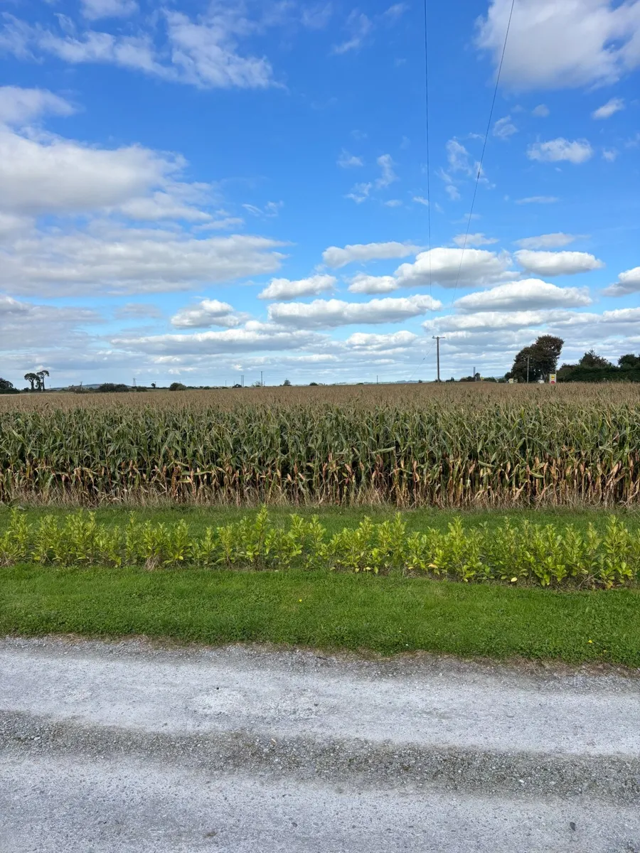 Maize Silage - Image 4