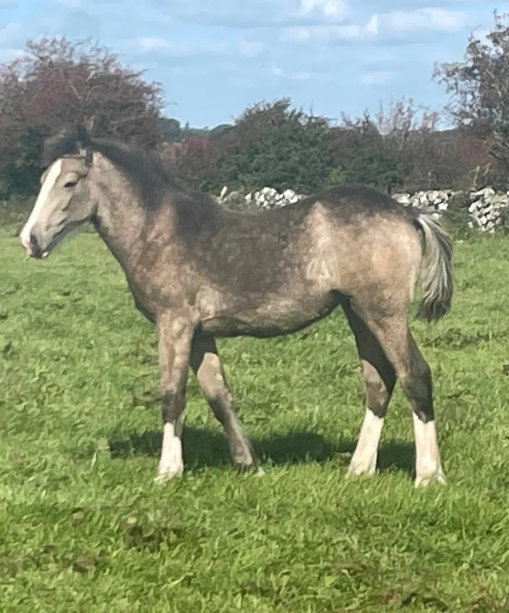 Going to Drumshambo Saturday 27th Sept. - Image 2
