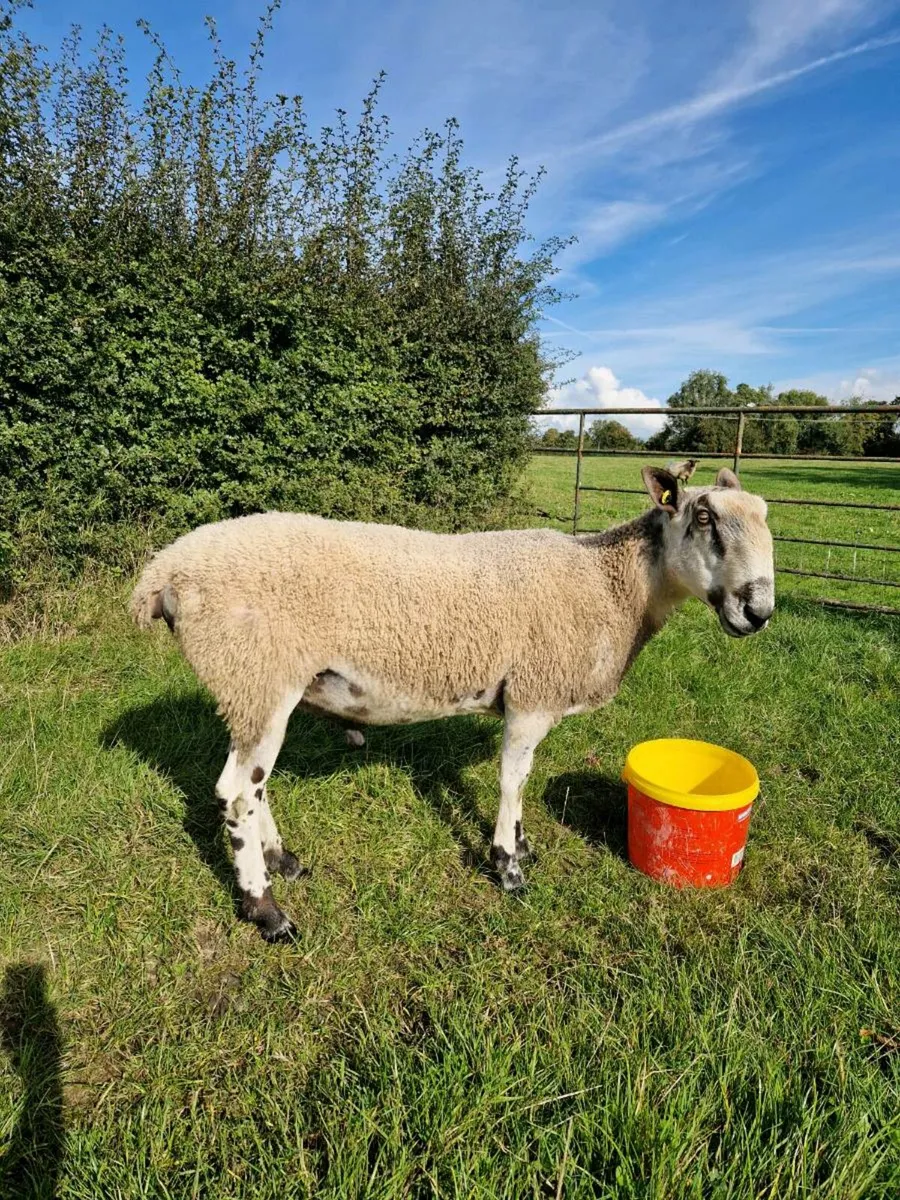 Bluefaced leister ram - Image 1