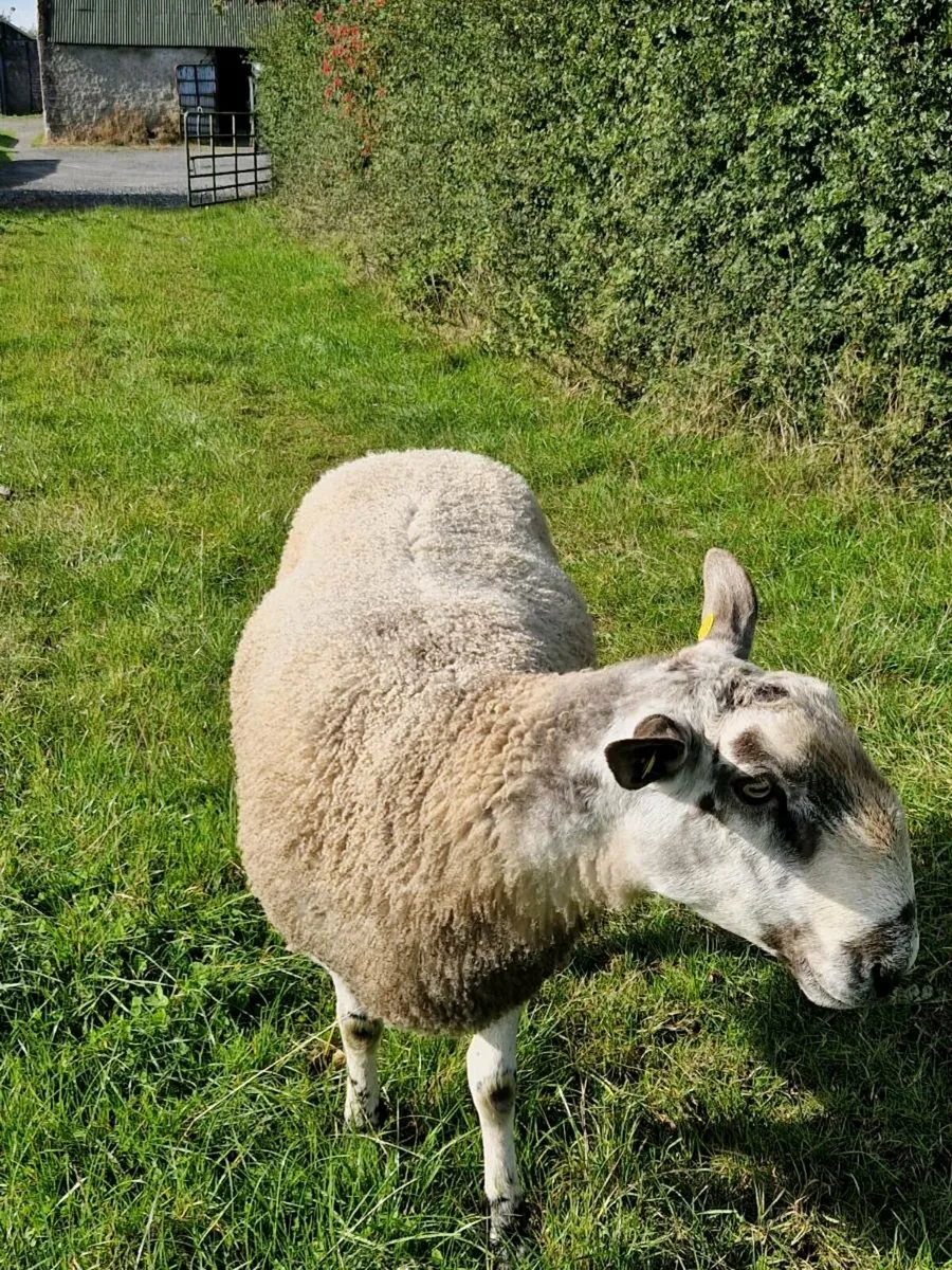 Bluefaced leister ram - Image 4