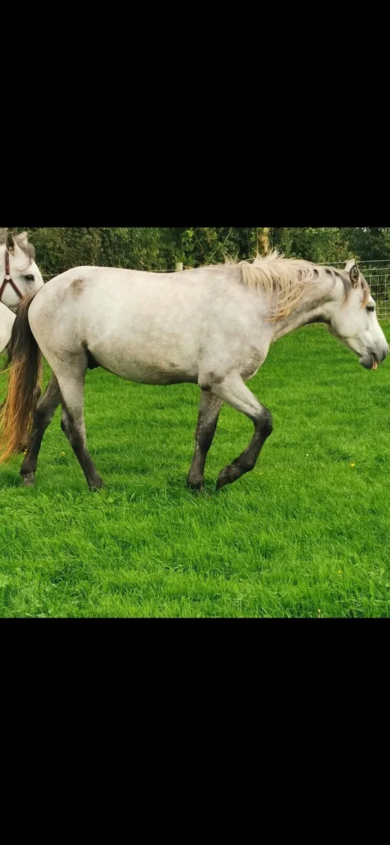 2 Year Old Connemara - Image 2