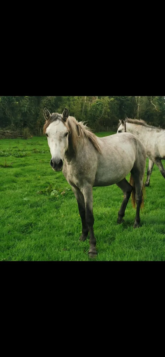 2 Year Old Connemara - Image 3