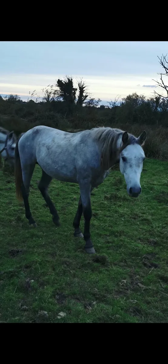 2 Year Old Connemara - Image 4