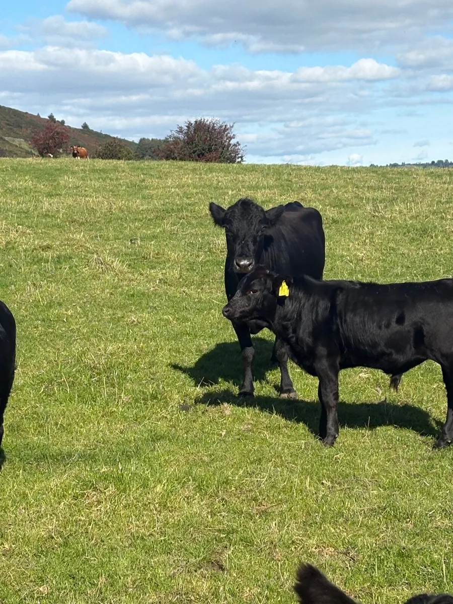 PB Dexter cows & Calfs - Image 2